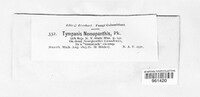 Tympanis nemopanthis image
